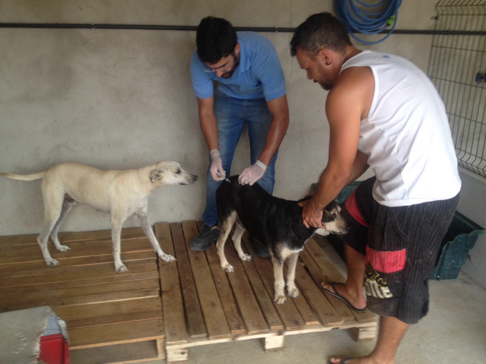Natal realiza Dia D da Campanha Antirrábica neste sábado